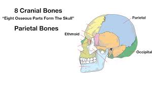 May 19, 2020 · the superficial and intermediate muscles do not develop in the back, and are classified as extrinsic muscles. Skull Anatomy Cranial Bone And Suture Labeled Diagram Names Mnemonic Ezmed