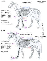 equine points