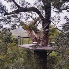 Image result for Afrocarpus falcatus