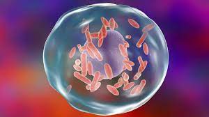 Jan 15, 2019 · chronic q fever develops months or years following initial q fever infection. Que Es La Fiebre Q Y Cuales Son Sus Sintomas Hogarmania