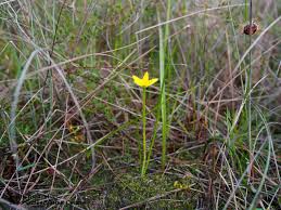 Image result for Pauridiantha