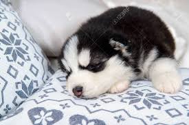 Cute Baby Dog Husky With Blue Eyes Stock Photo Picture And Royalty Free Image Image 147397208