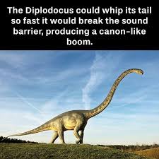 It S Possible That Apatosaurus Bronto And Diplodocus Would Been Able To Cause Sonic Booms By Whipping Their Tails Dinosaur Dinosaur Facts Memes Weird Facts