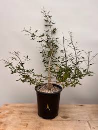 Image result for Cissus humbertii