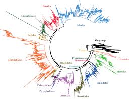 Image result for Nectaropetalum carvalhoi