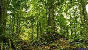 Perkembangan industri pengolahan kayu dan hasil hutan bukan kayu. Cerita Kertas