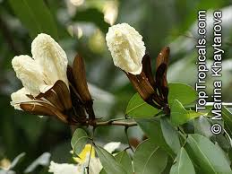 Image result for Baikiaea