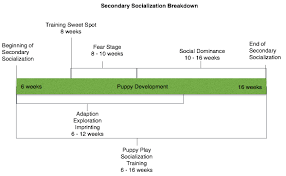 Puppies experience two fear periods during their development, and each fear period lasts for about 2 to 3 weeks, on average. The Super Socialization Period Understanding Puppy Development And Using It To Your Advantage Sit Means Sit Dog Training Portland