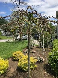 Weeping willow tree bonsai growers use a young tree. Struggling Weeping Cherry Tree Thriftyfun