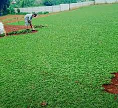 Pertanyaan ini sering sekali di lontarkan petani padi yang sawahnya di tumbuhi gulma yang lebat. Jual Rumput Taman Gajah Mini Konstruksi Dan Taman 825728238