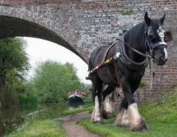 Horses With Jobs Barge Horses Horse Journals Clydesdale Horses Big Horses Work Horses