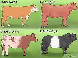 How To Start A Cattle Farm With Pictures Wikihow
