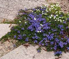 60+ wonderland blue fragrant alyssum flower seed perennial / ground cover. Ground Cover Veronicas Wisconsin Horticulture