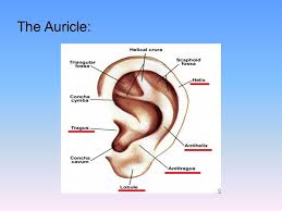 The outer ear is made up of cartilage and skin. External Anatomy Ear Www Wanderlushed Com