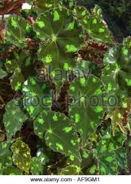 It's an extremely rewarding, carefree grower as far as begonias go, and is the parent plant for many a hybrid. Eyelash Begonia Tiger Paw Begonia Begonia Bowerae Leaves Stock Photo Alamy