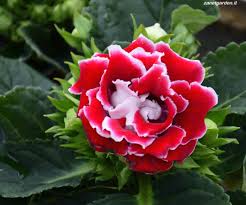 Gloxinia Rossa Amazing Flowers House Plants Flowers