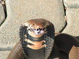 Mozambique Spitting Cobra Google Search South African Animals African Animals Snake Venom