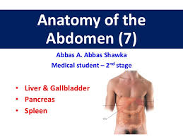 Your spleen is an organ above your stomach and under your ribs on your left side. Anatomy Of The Abdomen 7