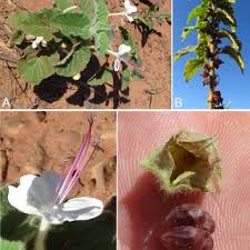 Image result for Clerodendrum formicarum