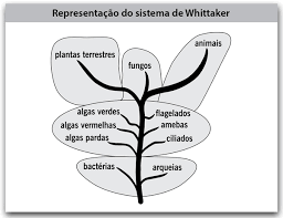 Os nomes dos gêneros devem ser escritos com a primeira letra maiúscula e destacada do restante do texto. Fatec 2018 2 Os Numerosos Sistemas De Classificacao Dos Seres Vivos Estruturam O Pensamento Biologico Indagacao