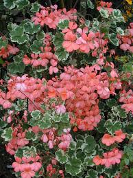 Pin On Pelargonium