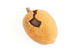 Image result for Balanites