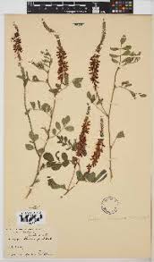 Image result for Indigofera subargentea