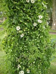 Image result for Passiflora caerulea