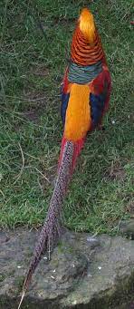 Colorful Birds Pet Birds Golden Pheasant