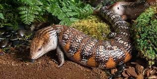 Body size and head shape are typically evaluated, but there is considerable overlap between males and females. Blue Tongue Skink Galapagos Reptile Gear