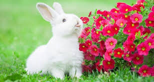 Daily bunny images ❤follow to see the cutest bunny pictures on instagram! My Cute Rabbit Friends Introduice By Steemit Steemkr