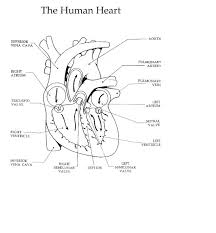 The Heart And Circulation Of Blood