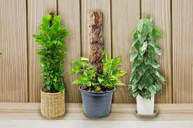 Adding a moss stick to your plant can help improve the growth of your. Indoor Moss Plants