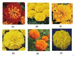 Marigold loose flowers near me. The Flowers Of Six Different Marigold Cultivars A Local Type B Download Scientific Diagram