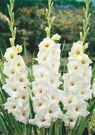 Pin On Mama S Flower Garden