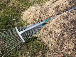 Thatch may also refer to: Dealing With Thatch Buildup In Lawns Organic Plant Care Llc Organic Lawn Plant Health Service In Hunterdon Morris Somerset Union Counties Nj And Bucks County Pa