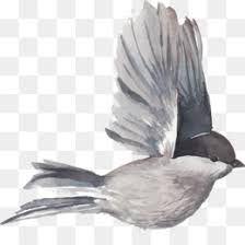 Format gambar webp … read more. Burung Jalak Dikemas Postscript Gambar Png