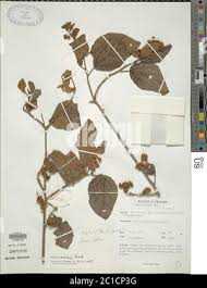 Image result for Cordia monoica