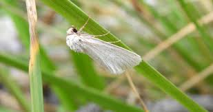 Image result for Photedes morrisii