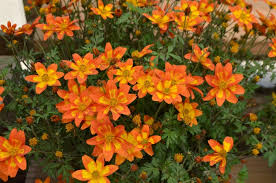 Image result for Bidens