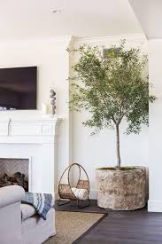 Domain Expired Indoor Olive Tree In A Pot Olive Tree Indoors In A Pot Plants Olivetree Pot Indoor Olive Tree Tree Interior Modern Rustic Living Room