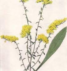 Can You Tell The Difference Between Ragweed And Goldenrod The Millbrook Times Goldenrod Flower List Of Flowers Goldenrod