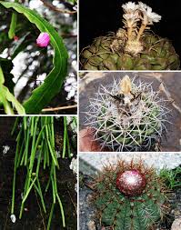 Image result for Cactaceae