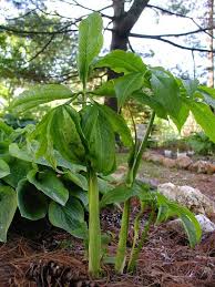 Feb 07, 2021 · arisaema triphyllum* (native) family: Pin On Arisaema En Folie
