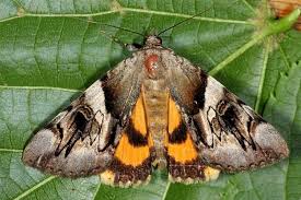 Image result for puklice švestková obrázek