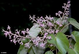 Image result for Firmiana