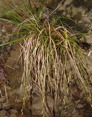 Image result for Fimbristylis scabrida
