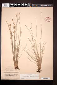 Image result for Abildgaardia ovata