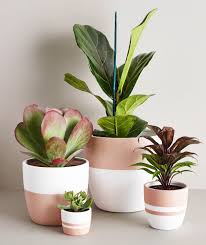 Medium Rosewood Pot Plant Pot Diy Plant Pot Design Painted Pots Diy