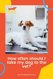 What should i expect when i take my dog to the vet? Pin On Hot Dog Blog